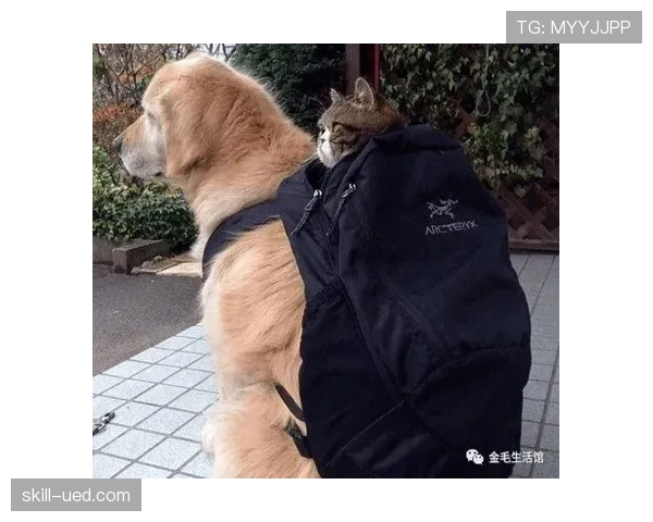 拉皮诺家的狗都比某些人赚得多